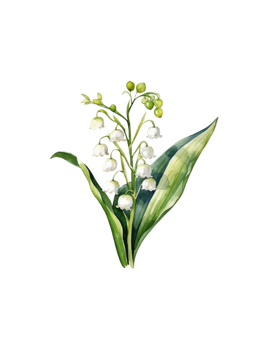 The May print — lily of the valley