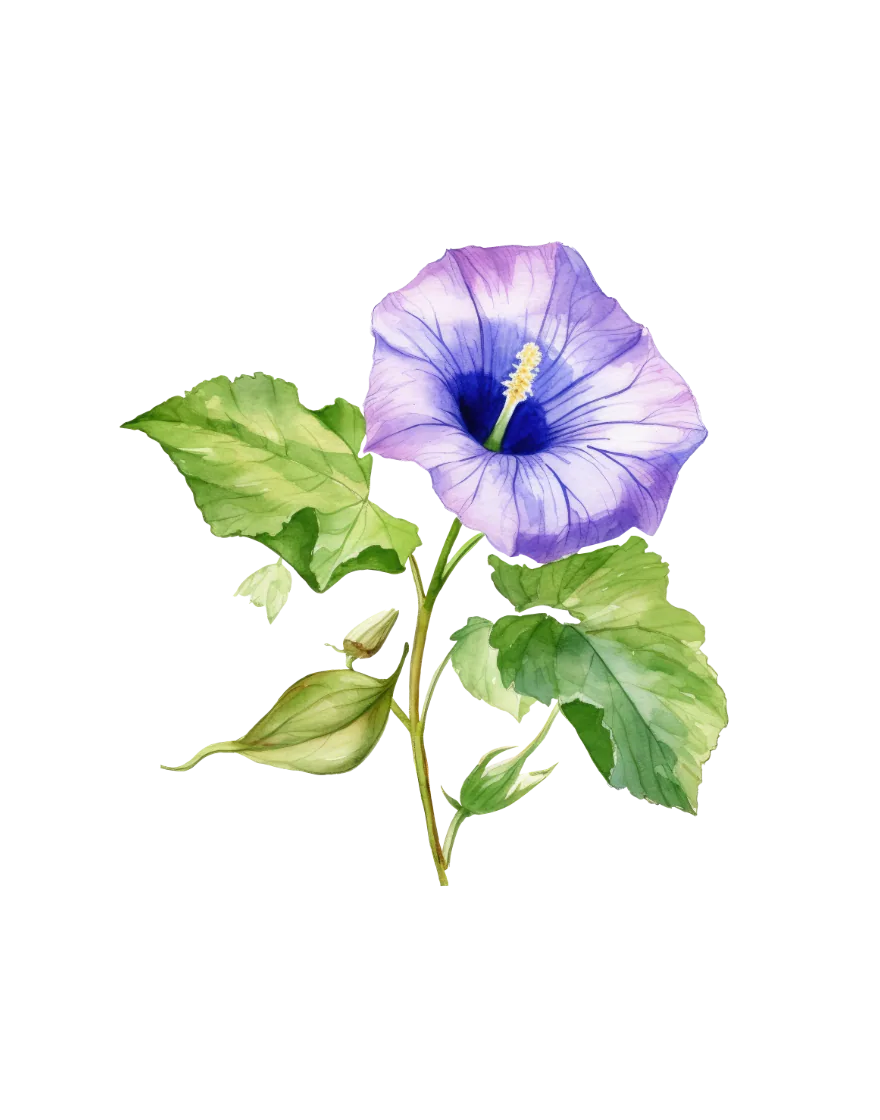 The September print — morning glory